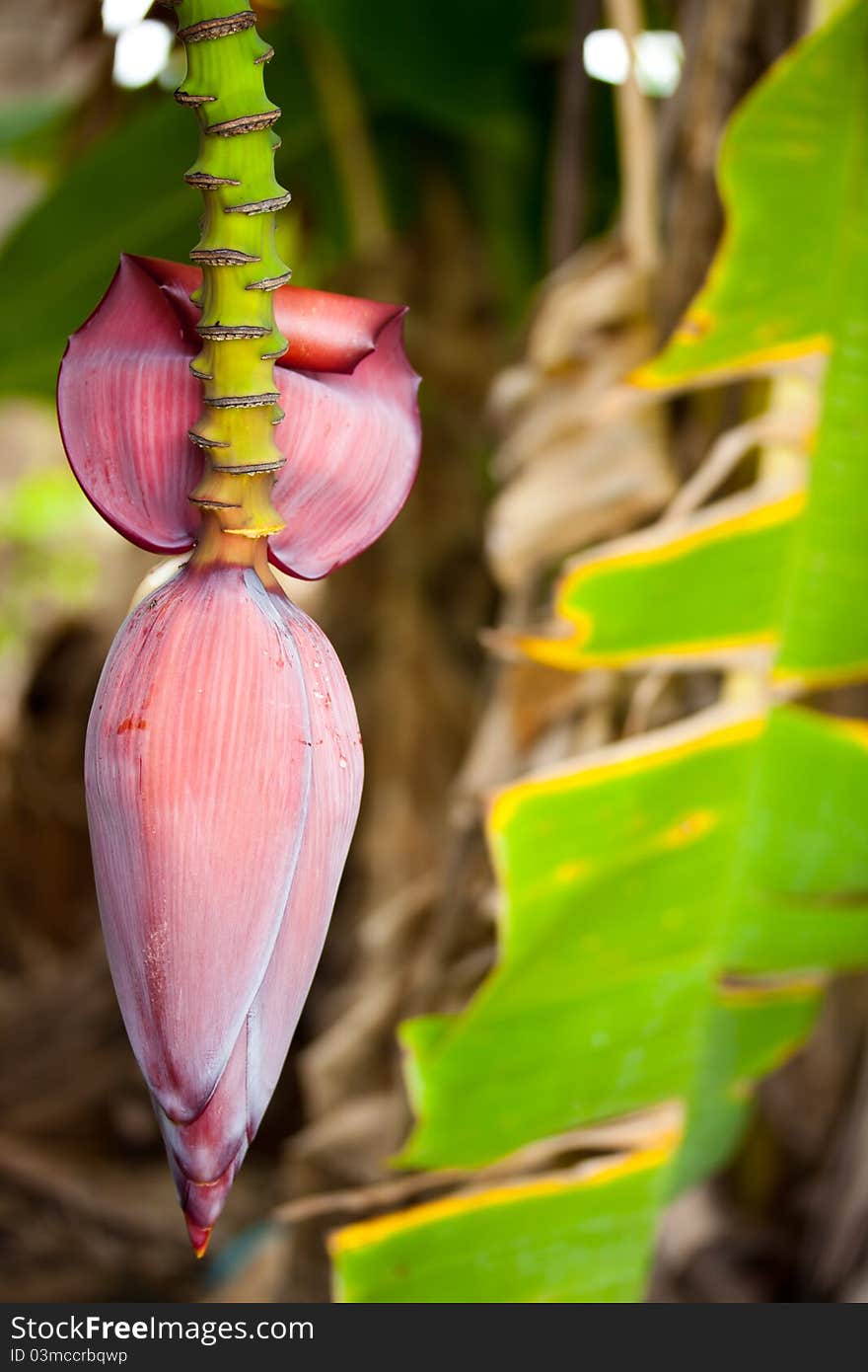 Blossom banana purple in garden. Blossom banana purple in garden