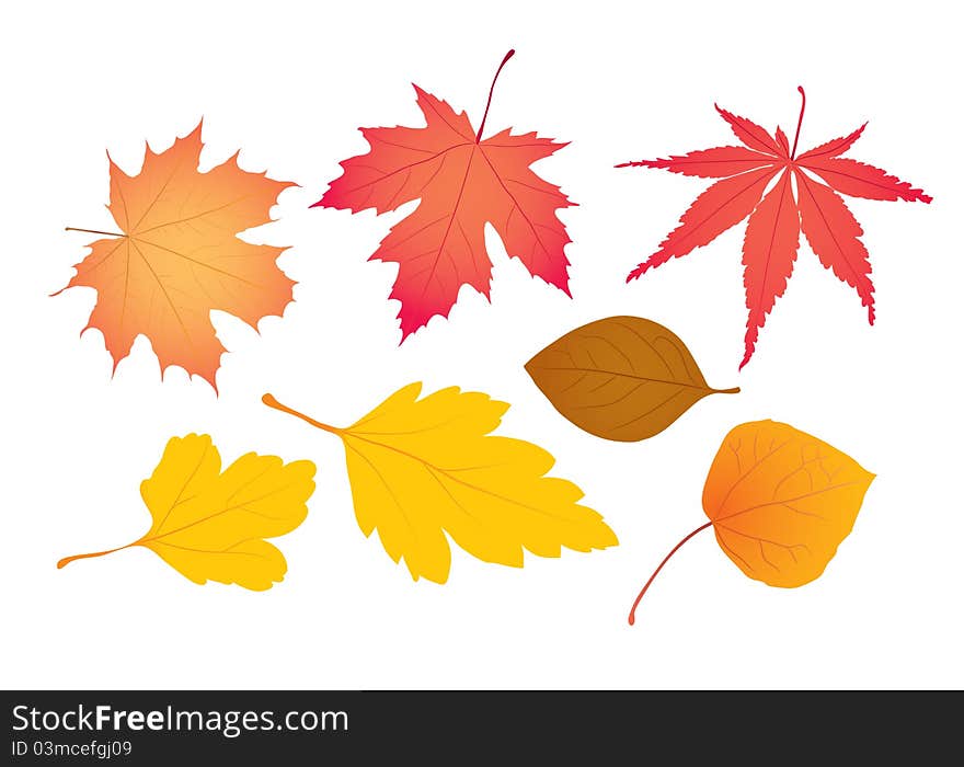 Variation Autumn maple Leaves collection. Variation Autumn maple Leaves collection