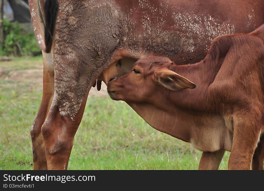 A calf sucking milk from a cow's udder deep in a provincial village of Vietnam. A calf sucking milk from a cow's udder deep in a provincial village of Vietnam