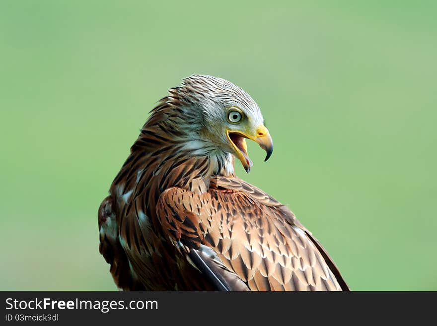 A Portrait Of A Red Kite