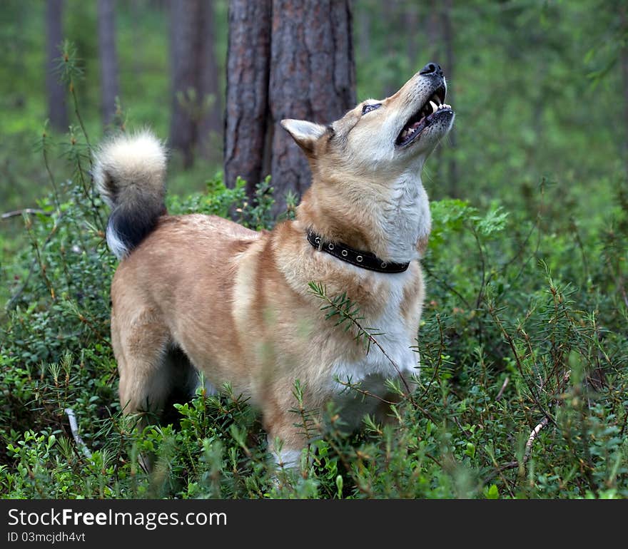 Dog hunting. Episode hunting for upland game birds.