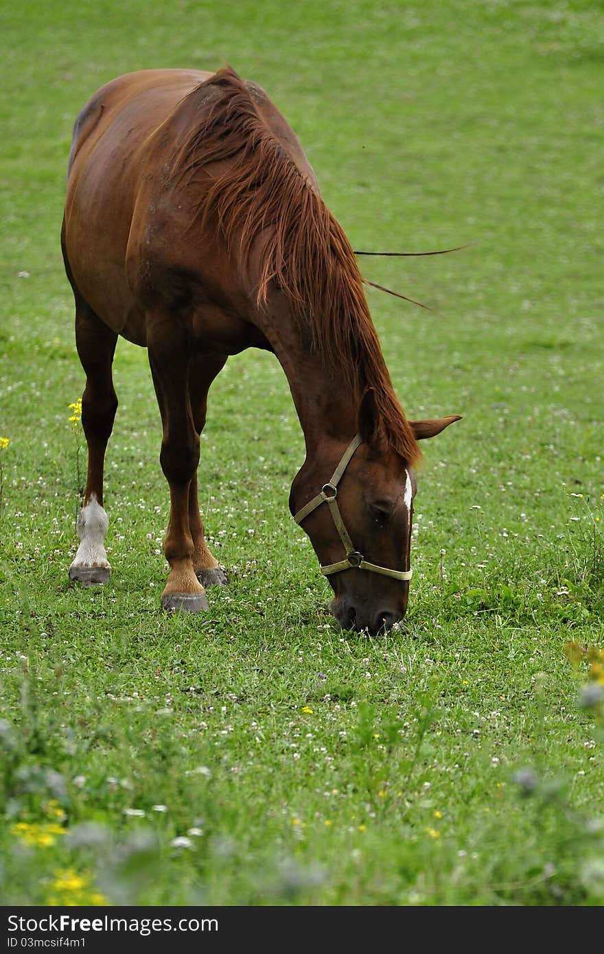 Brown horse grazing freely in the meadow