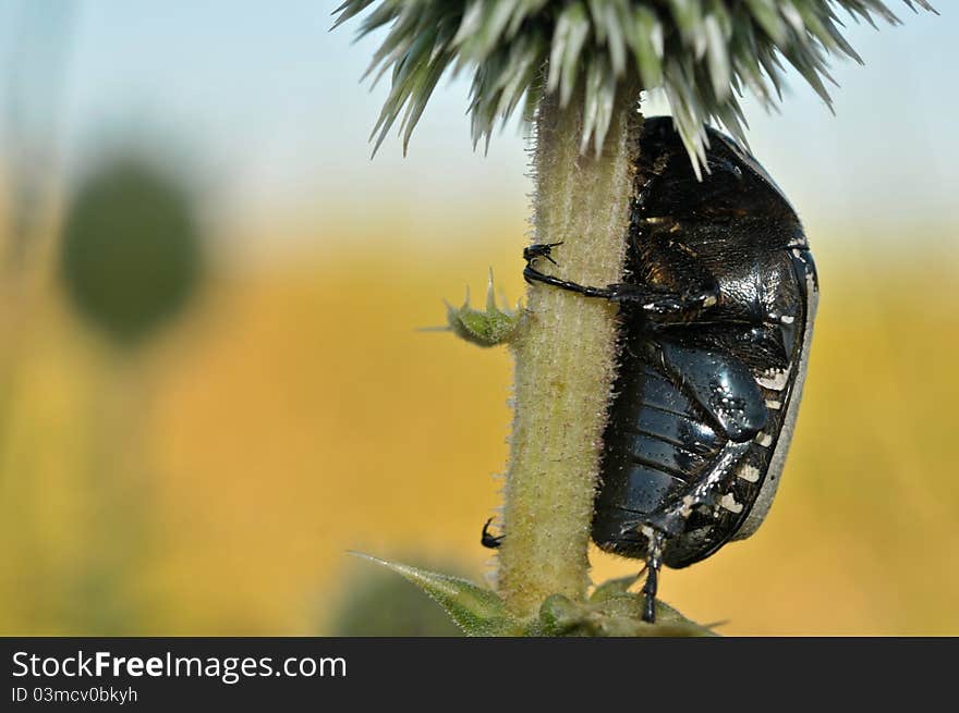 A beetle hanging to life