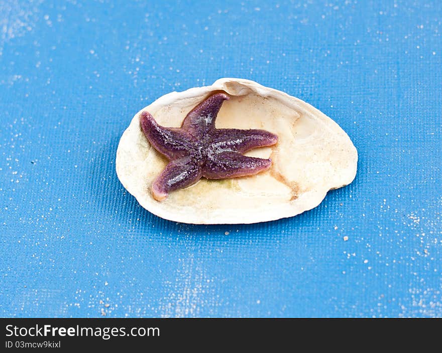 Purple living starfish in a shell