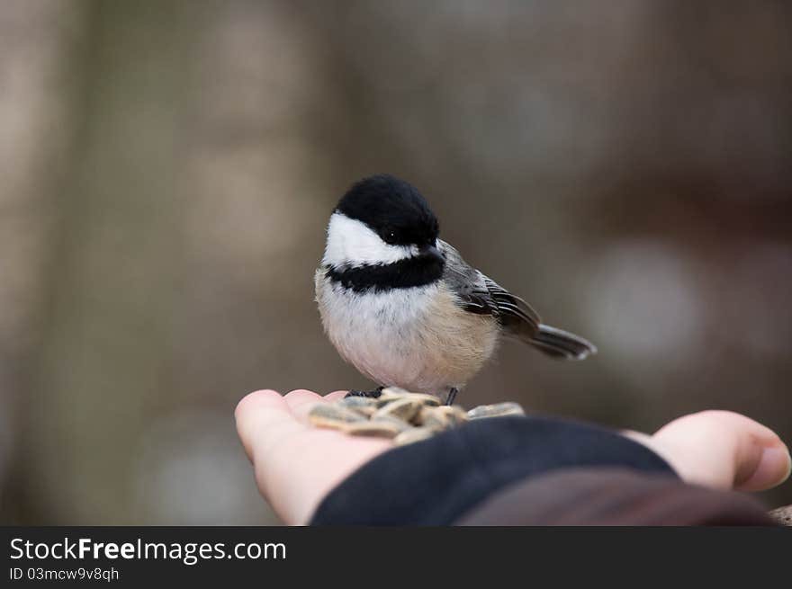 Hand-Fed Black-Capped Chickadee