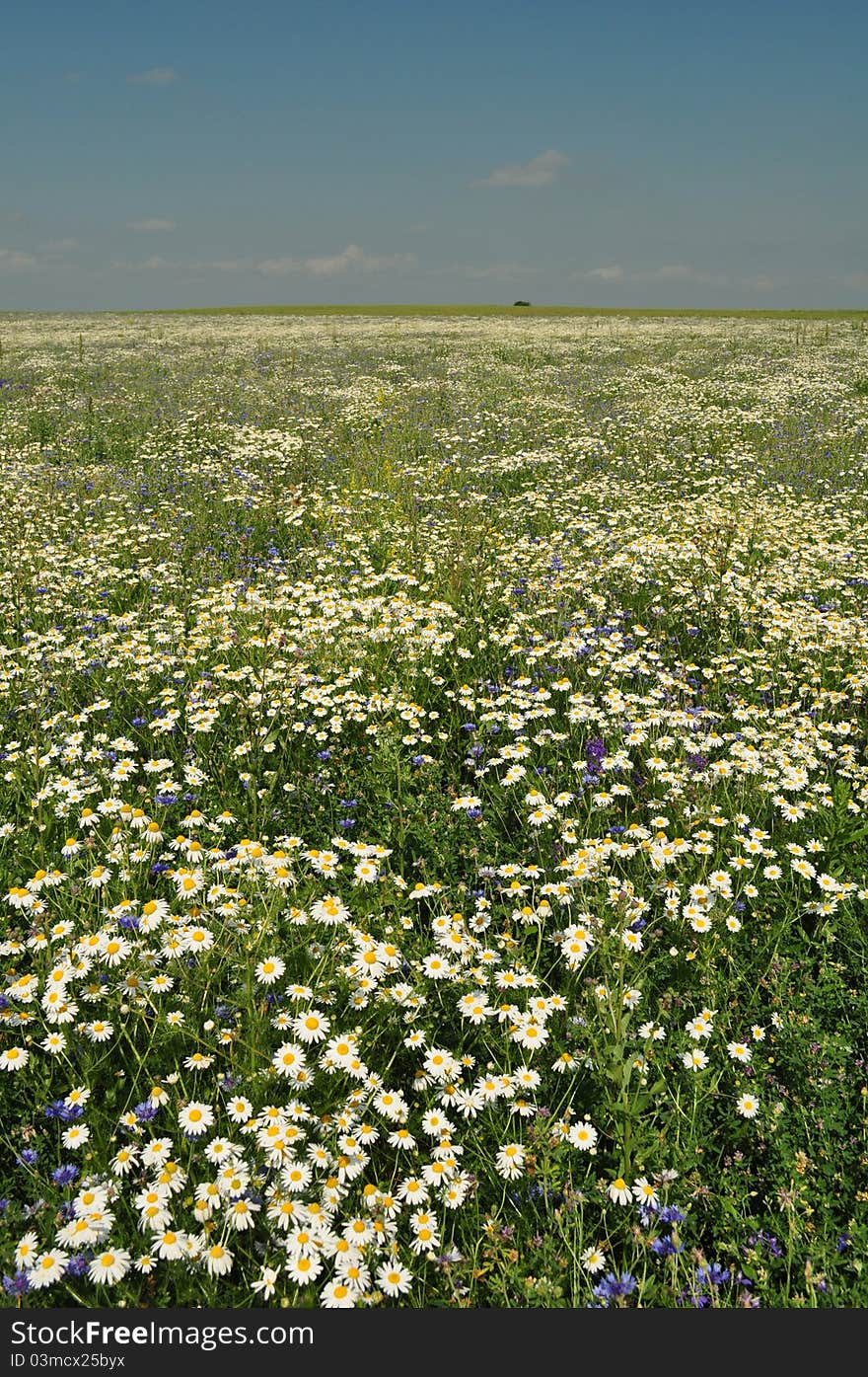 Chamomiles on a meadow in a sunny day, abstract artwork background, blue sky. Chamomiles on a meadow in a sunny day, abstract artwork background, blue sky