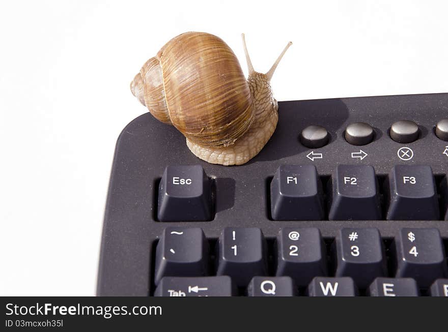 Snail on computer keyboard