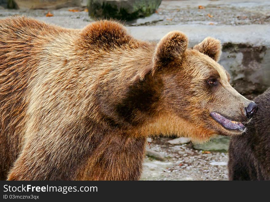 Brown bear watching in the direction of