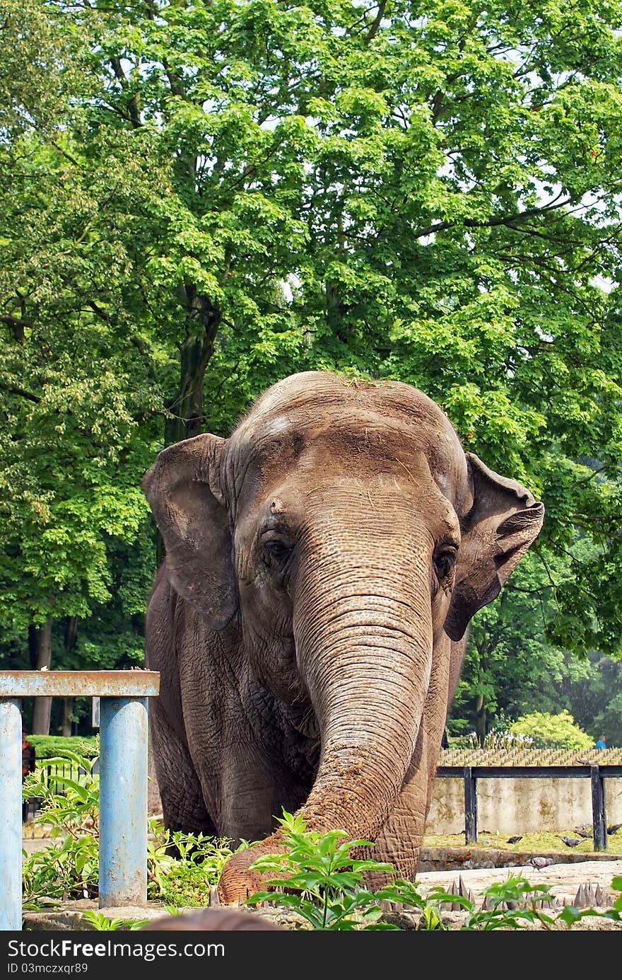 The elephant in the background of a green tree