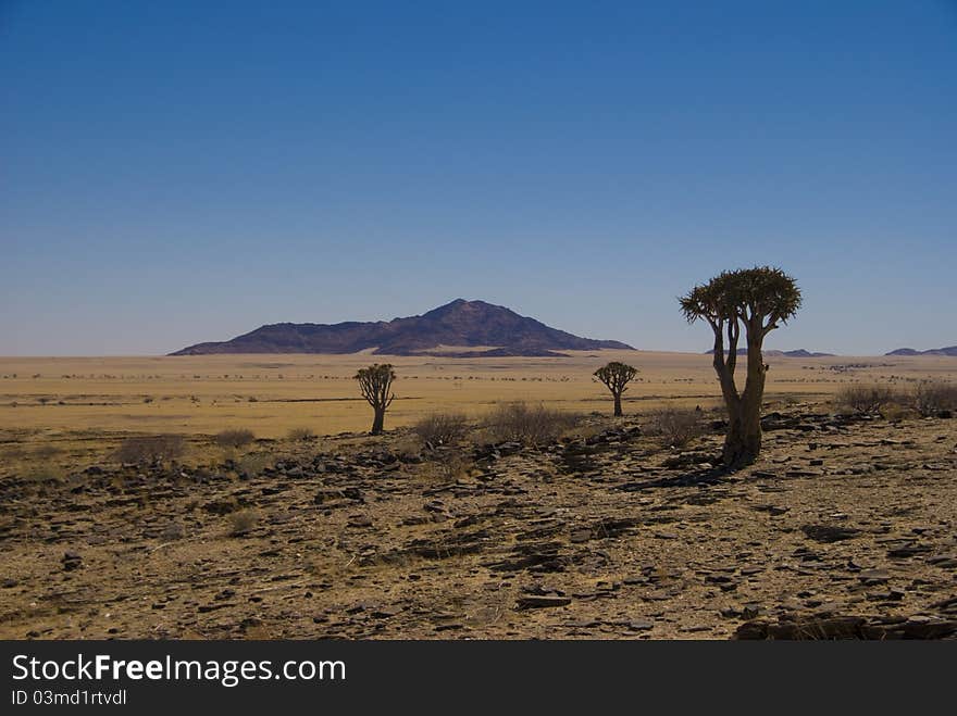 Quiver trees in the Namibian desert. Quiver trees in the Namibian desert