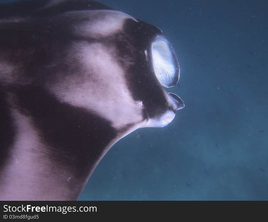 Manta ray in the blue blue ocean.