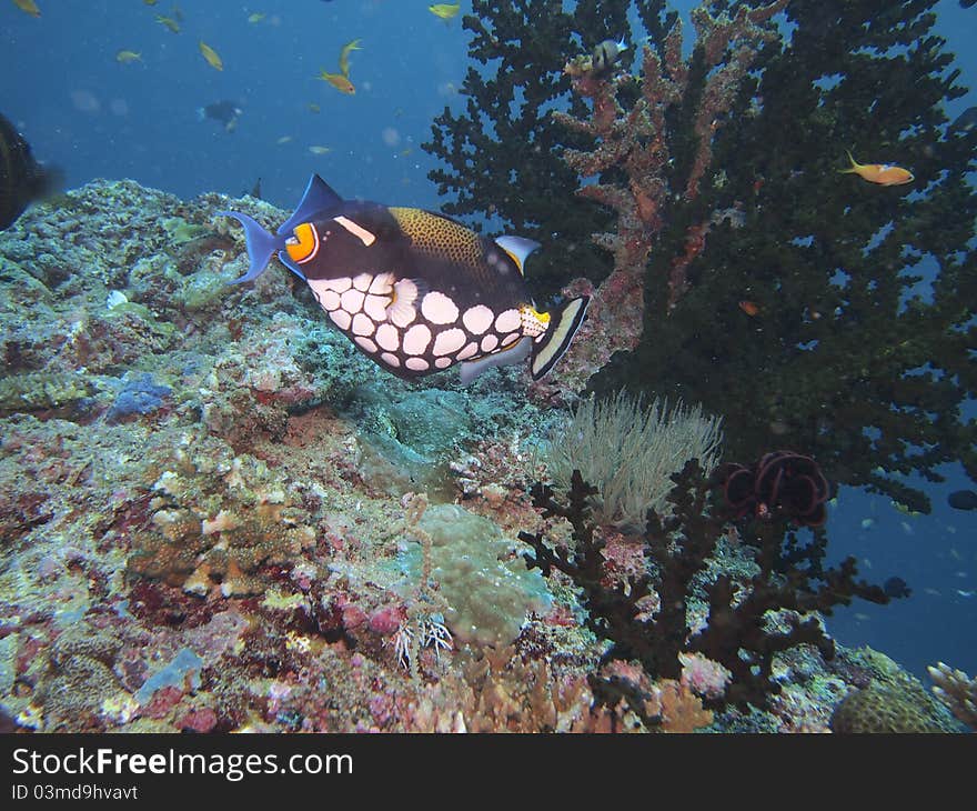 Clown triggerfishin the sea. Taken while diving.