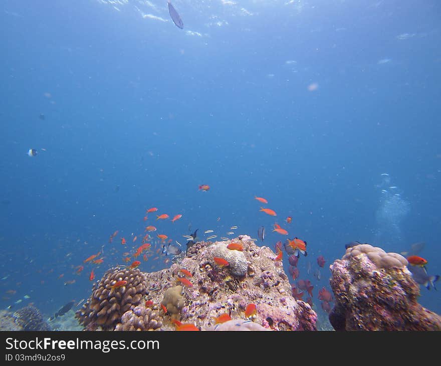 Aquarium of small fishes and coral