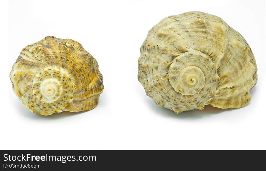 Two shells