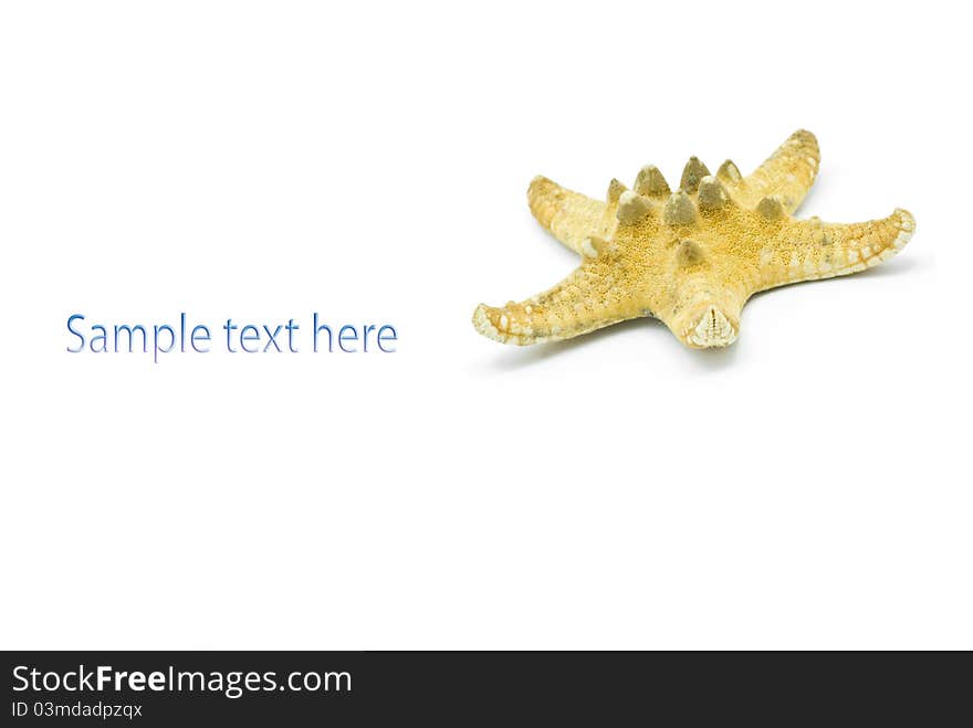 White background and a starfish. White background and a starfish