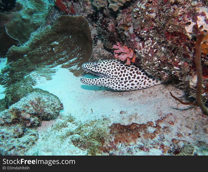 Honeycomb moray taken while in diving in Maldives.