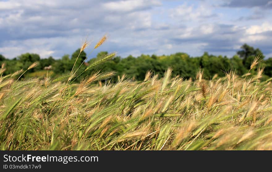 Summer Landscape With Grains