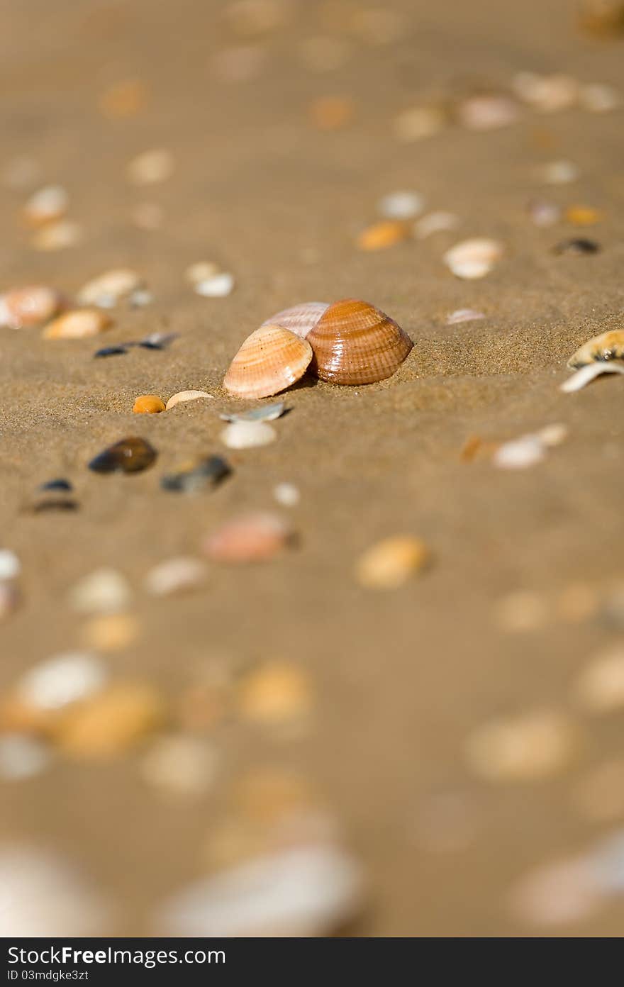 Beautifull shell on the ocean's beach. Beautifull shell on the ocean's beach