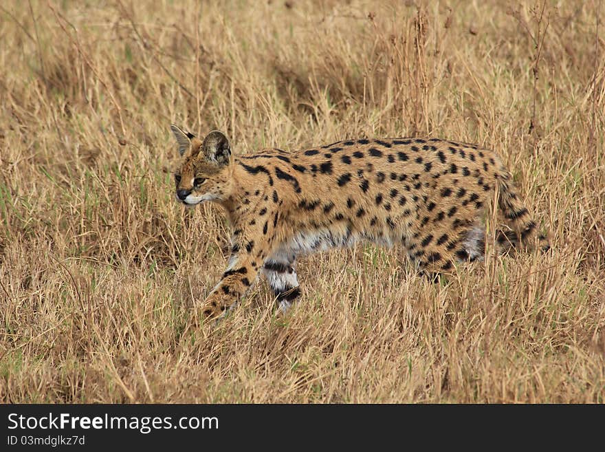 Hunting Serval