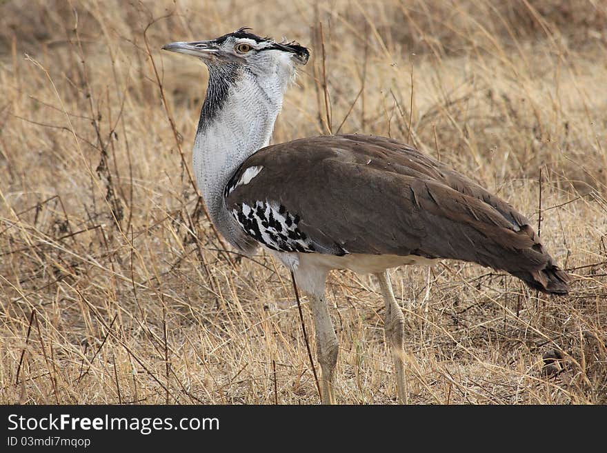 Bustard