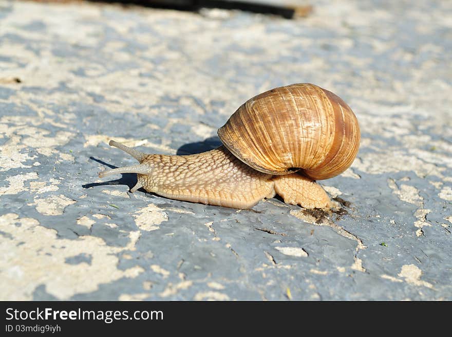 On a concrete slab was crawling snail