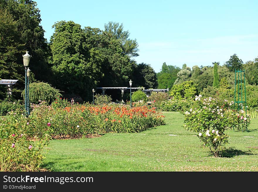 Beautiful rose garden in park of Tete d'Or, Lyon - France