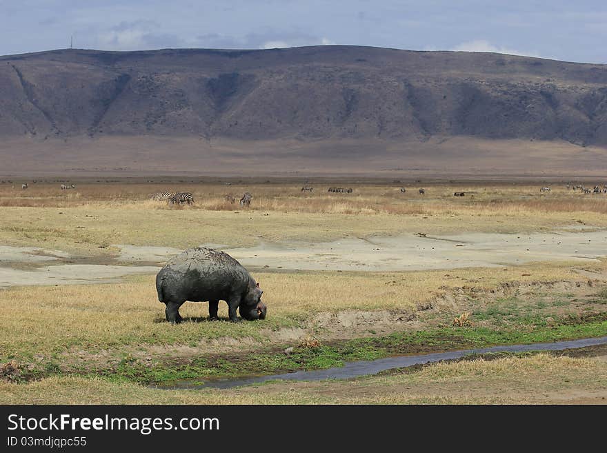 Hippopotamus with mountains in Ngoro-Ngoro crater