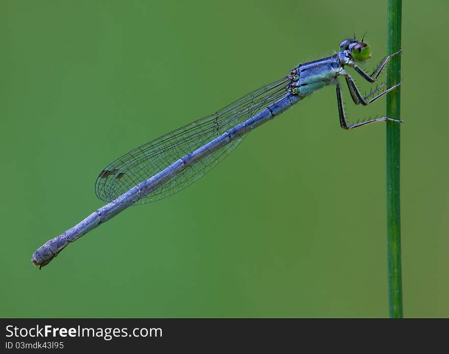 Blue damselfly resting on a single blade of grass