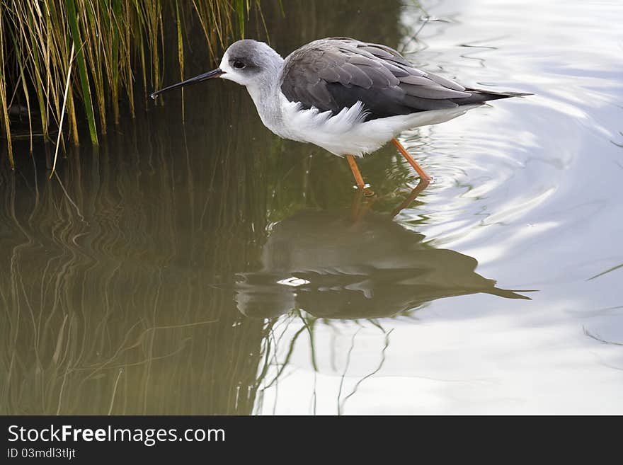 Water bird