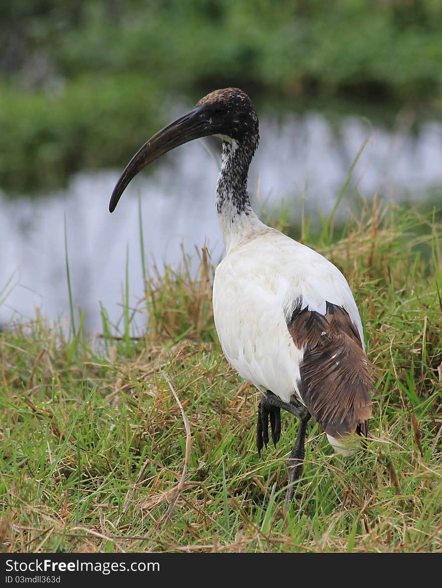 Ibis