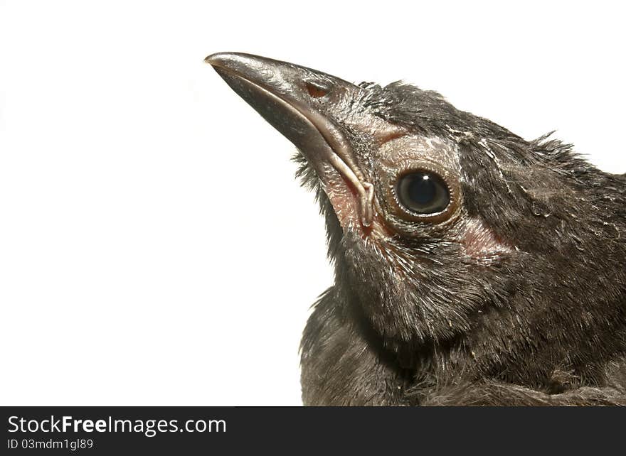 Fledgling common grackle with white background. Fledgling common grackle with white background