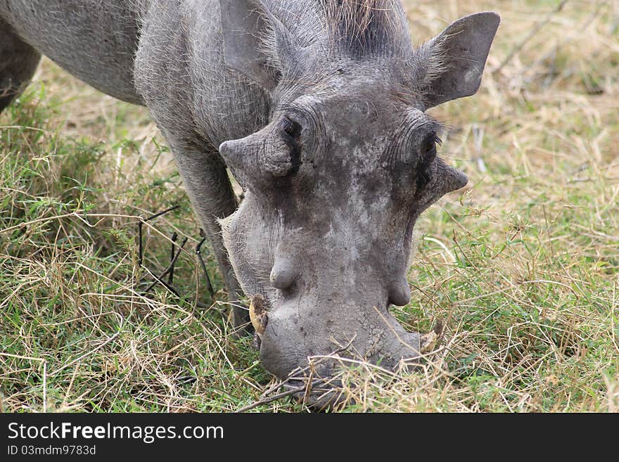 Head of Warthog in Ngoro-Ngoro crater. Head of Warthog in Ngoro-Ngoro crater