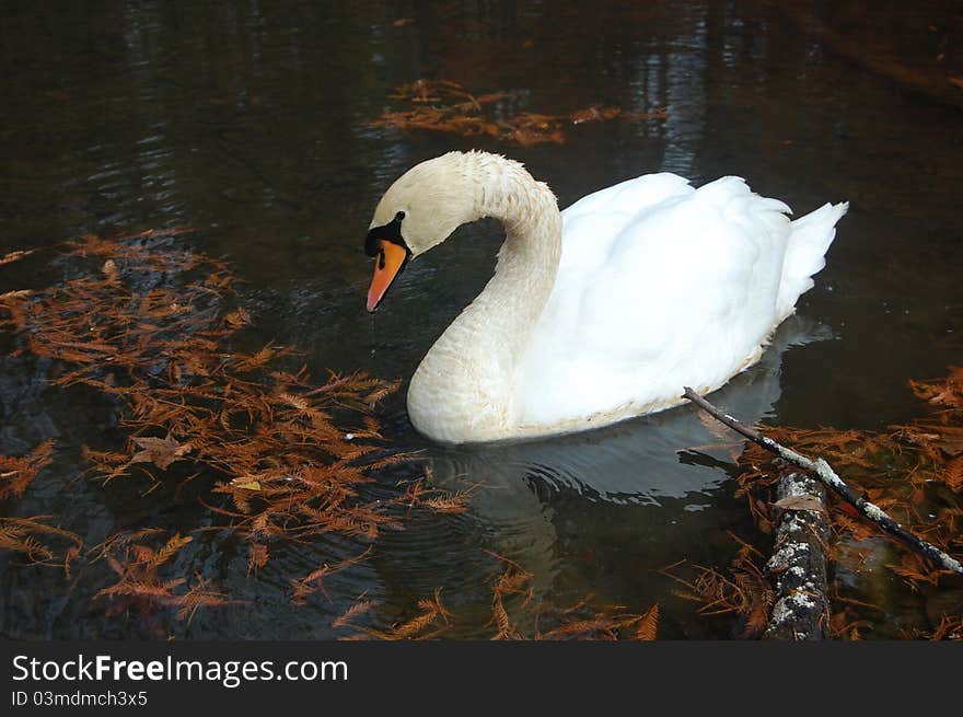 Swan feeding on a pond in late autumn. Swan feeding on a pond in late autumn