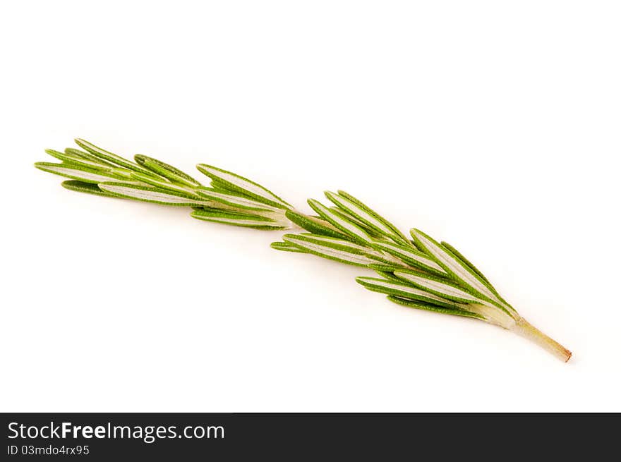 Rosemary branch