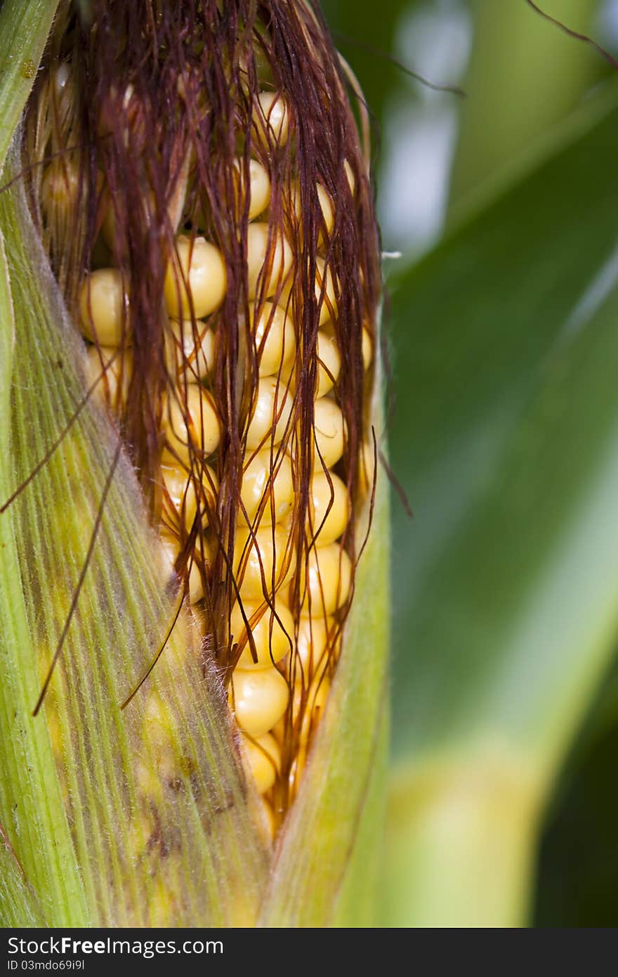 Ripening sweetcorn