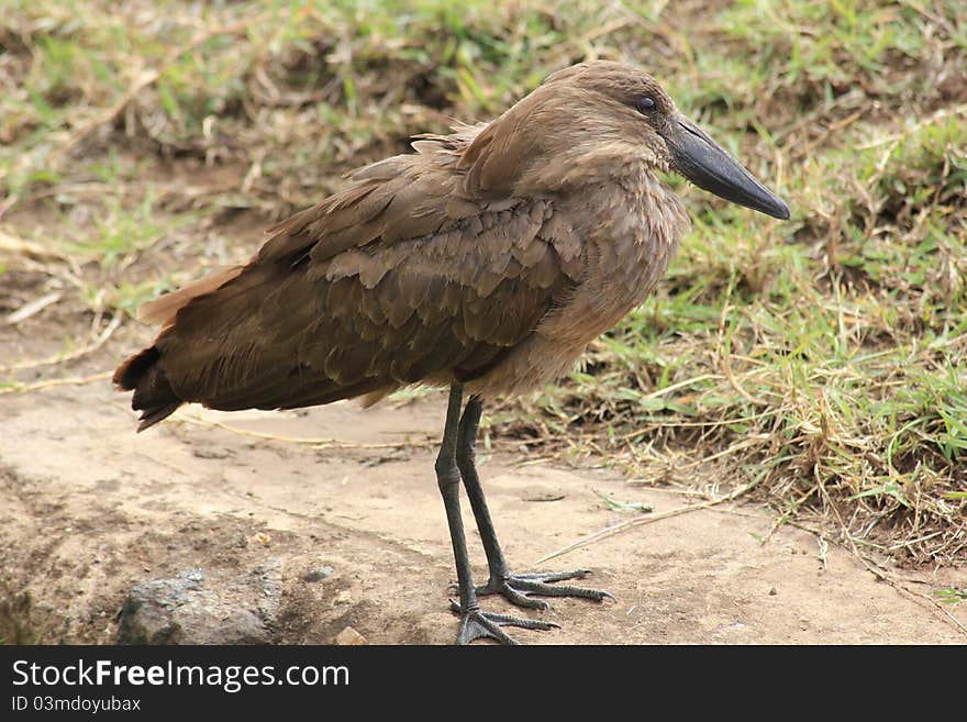 African hamerkop