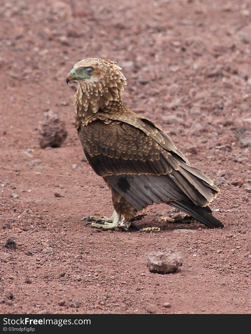 Wahlberg´s Eagle watching in Ngoro-Ngoro