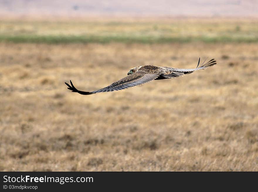 Flying Wahlberg´s Eagle in Ngoro-Ngoro