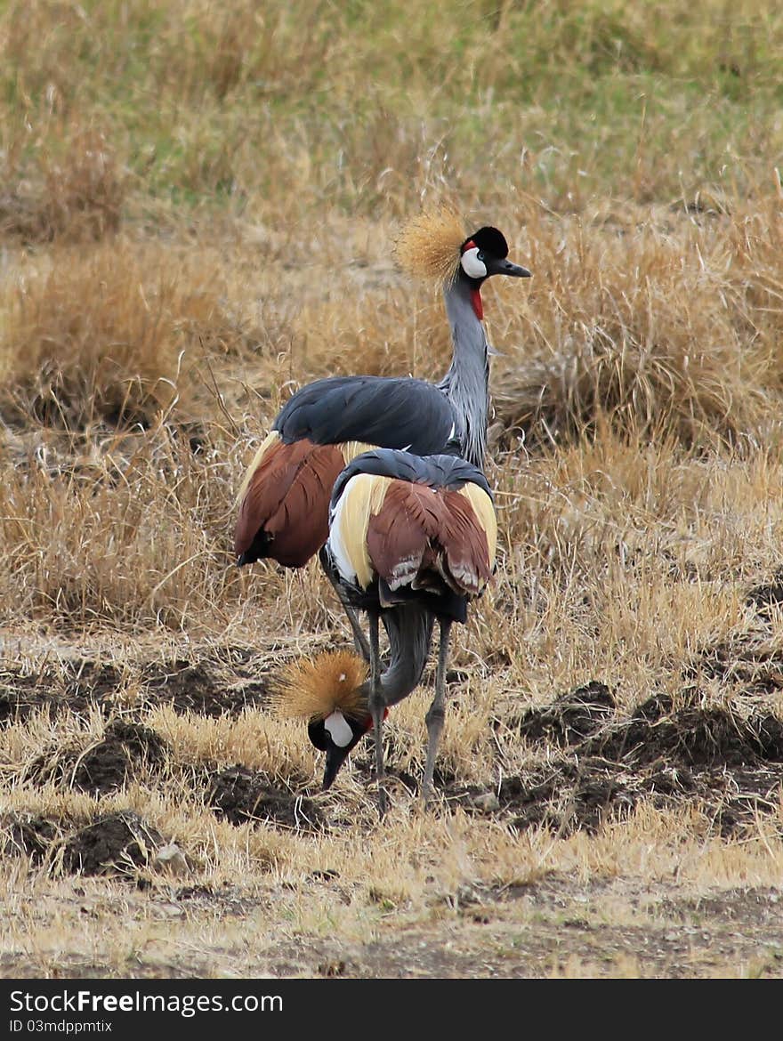 King´s Cranes in Ngoro-Ngoro