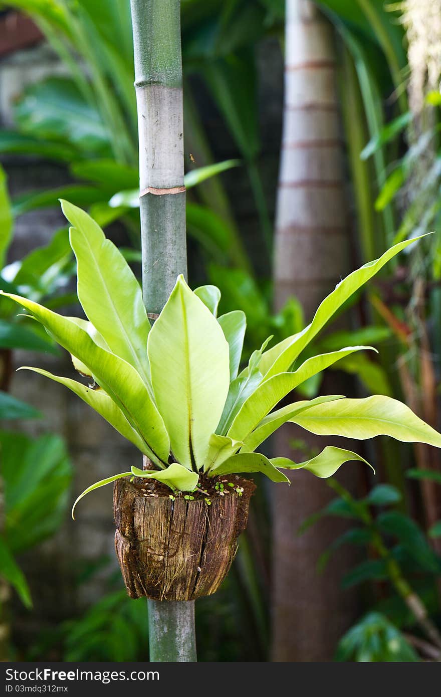 Bird's nest fern in tropical rain forests. Bird's nest fern in tropical rain forests.