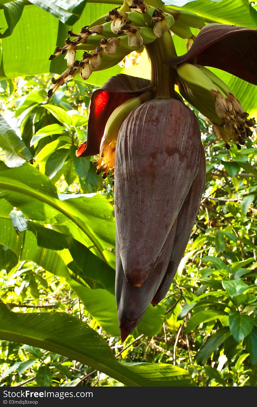 A big banana flower in the wild. A big banana flower in the wild.