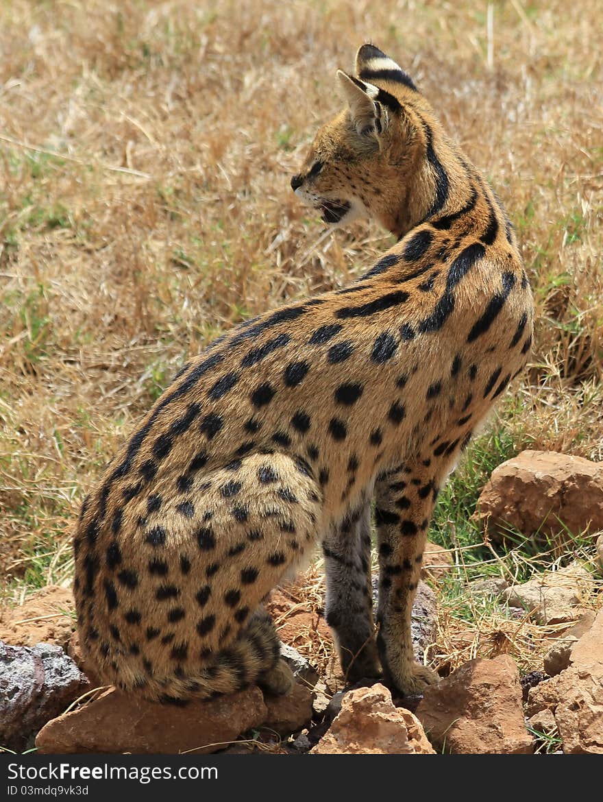 Serval