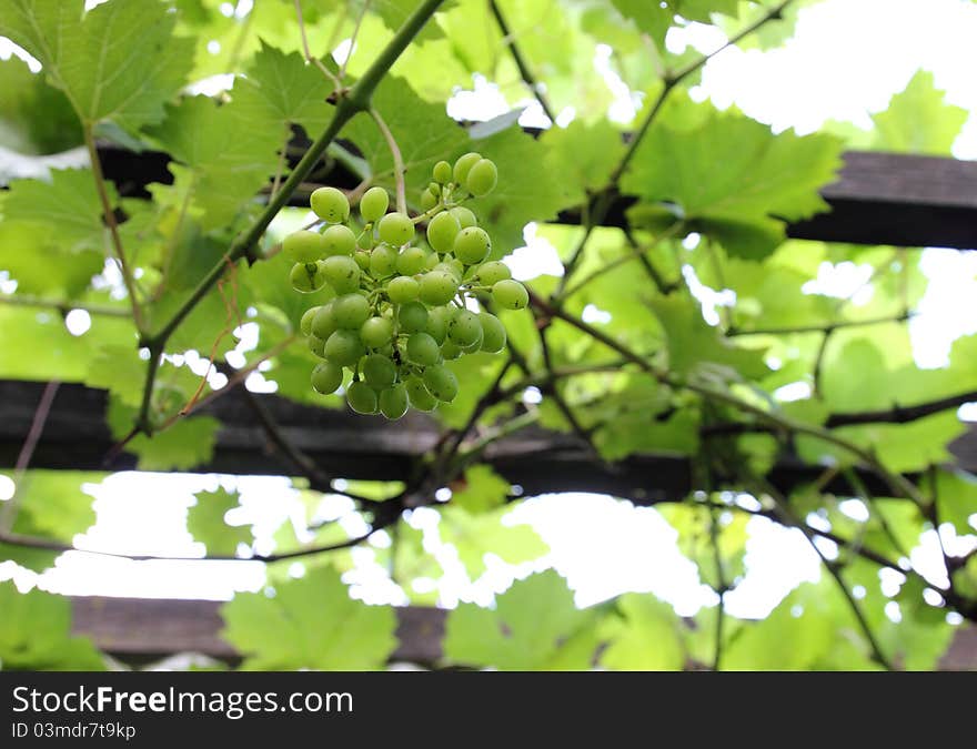 Fresh green grapes growing in the garden