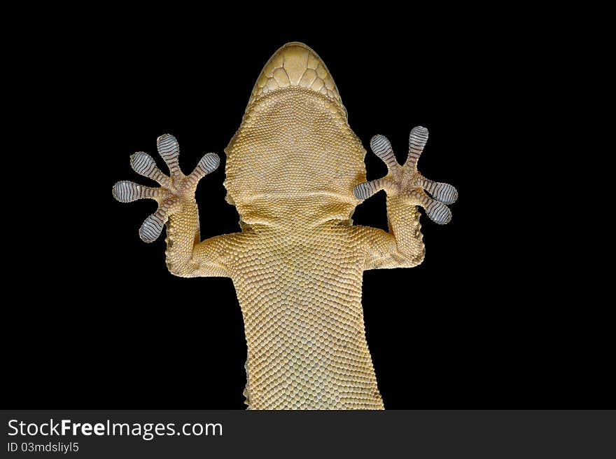 Lizard showing by verso in black background. Lizard showing by verso in black background