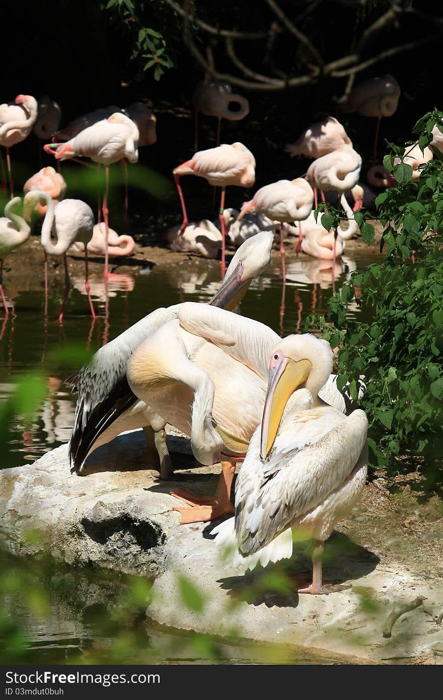 Pelicans And Flamingos