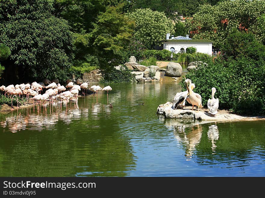 Pelicans and pink flamingo am river in then park Tete d'Or, Lyon - France. Pelicans and pink flamingo am river in then park Tete d'Or, Lyon - France