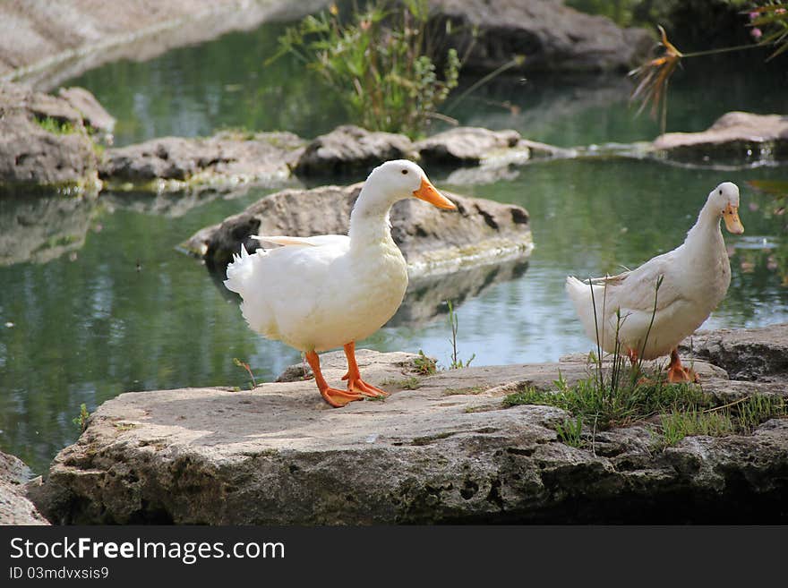 Two ducks on the stone