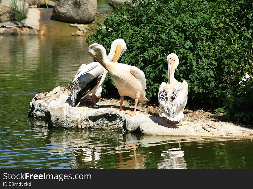 Pelicans