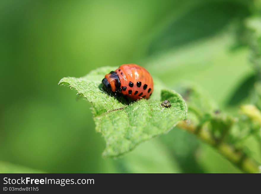 Larva of colorado beetle feeding on a potato plant leaf