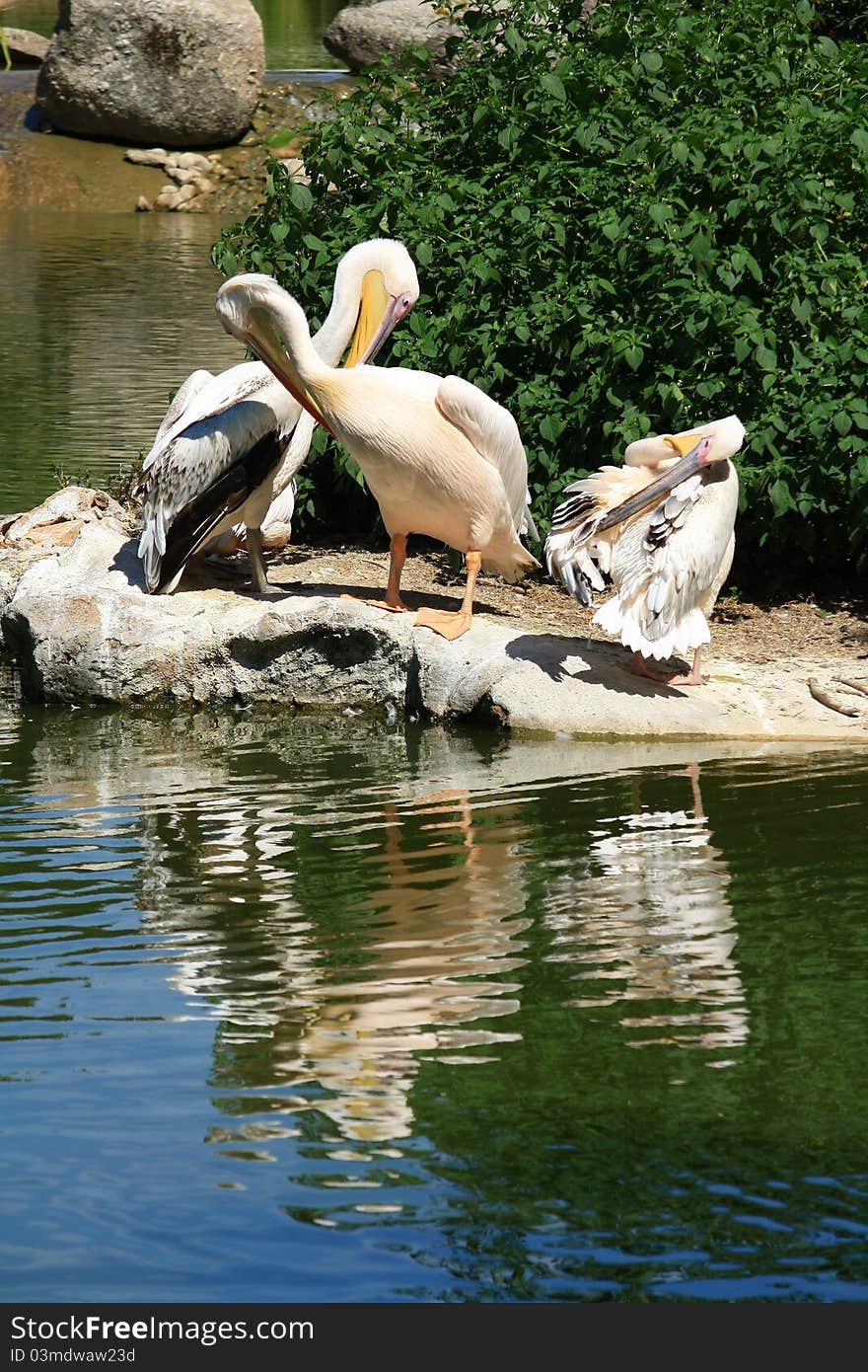 Pelicans